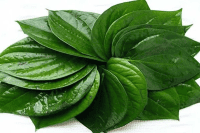 পান বড় (আধা বিরা)