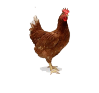 দেশি মুরগী (ছোট সাইজ )